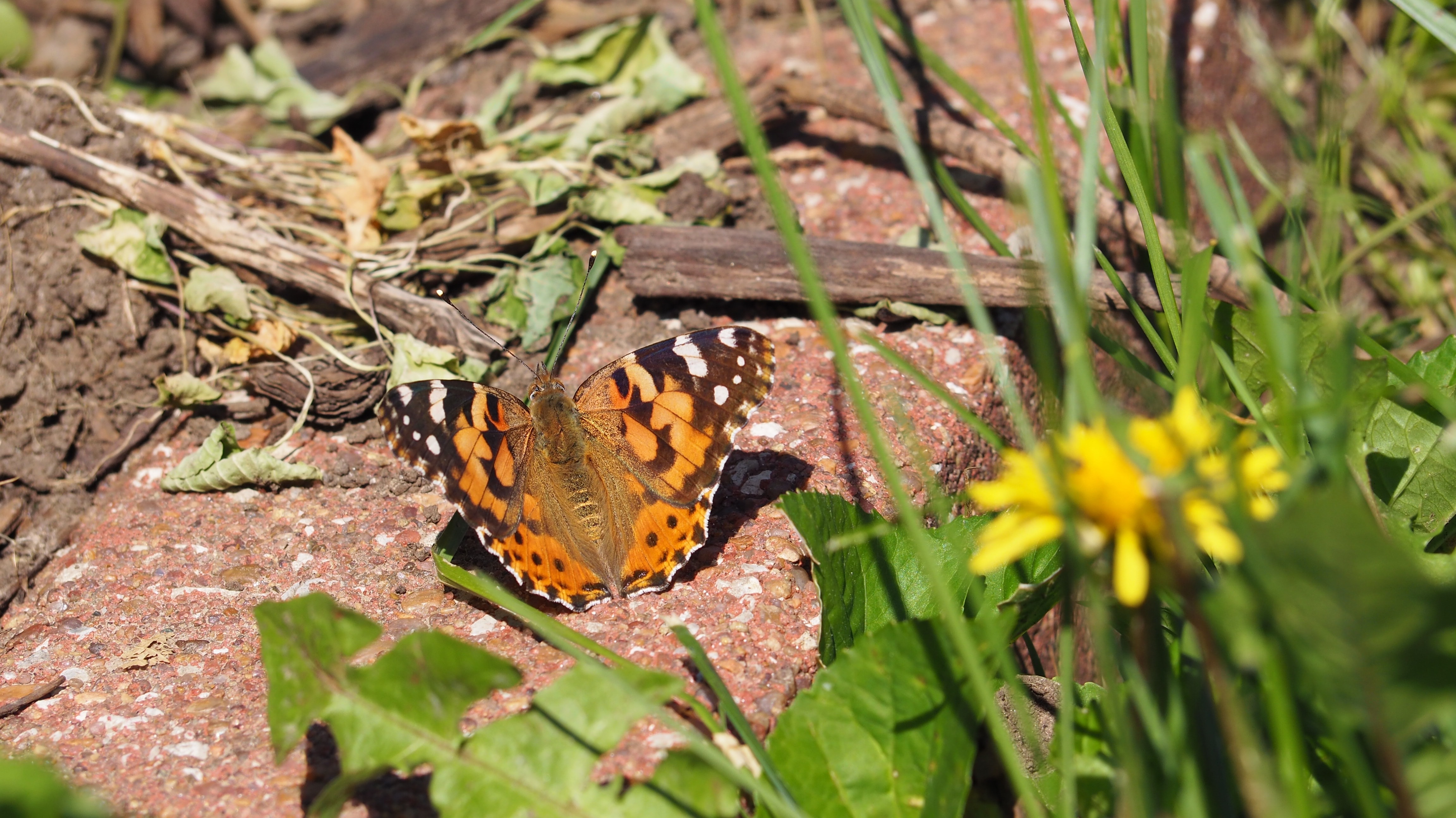 painted lady butterfly during daytime
