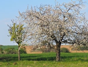 tree with white flowers thumbnail