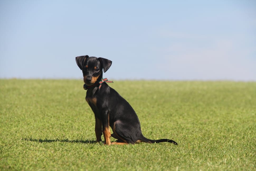 black and tan smooth manchester terrier puppy preview