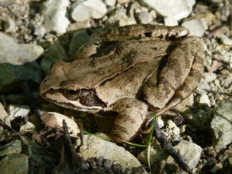 brown and grey frog preview
