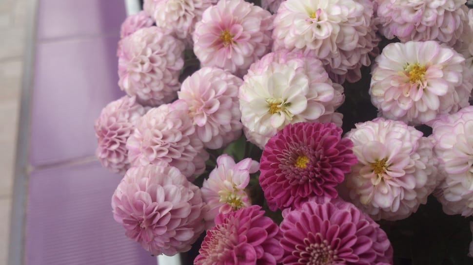 pink and purple petaled flowers preview