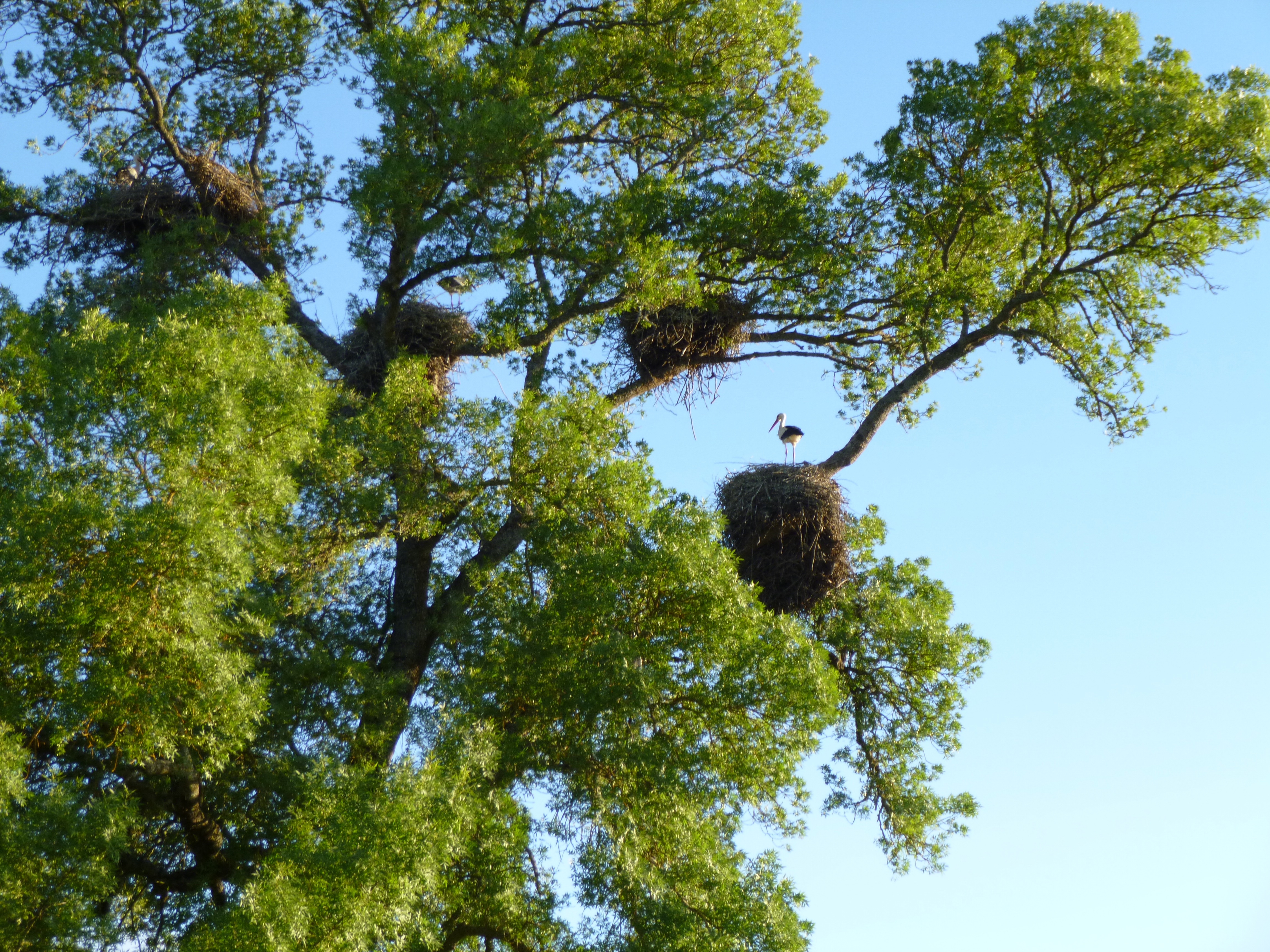 brown bird nest with white and black bird