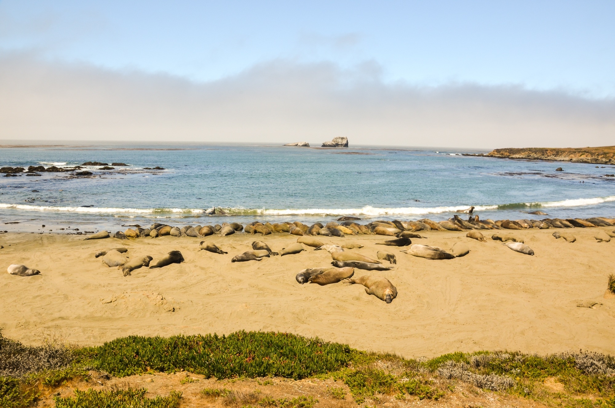 group of seals