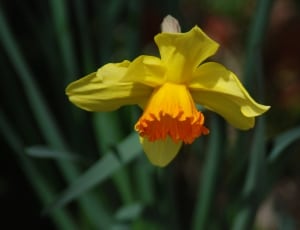 yellow and orange petaled flowe thumbnail