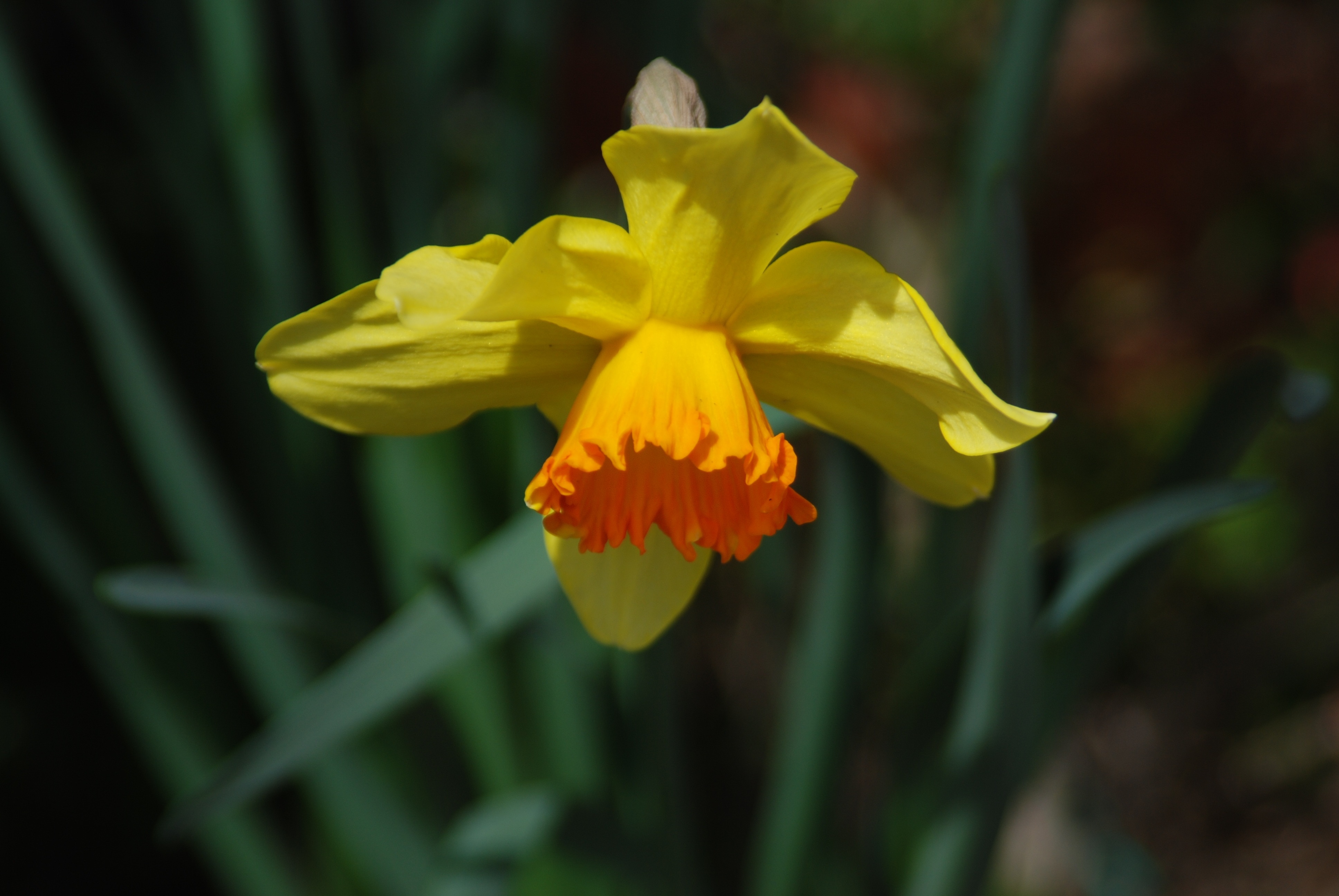 yellow and orange petaled flowe