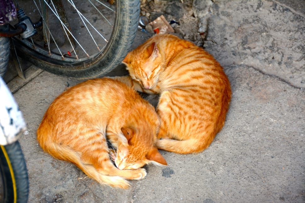 2 orange tabby cats preview