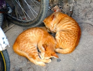 2 orange tabby cats thumbnail