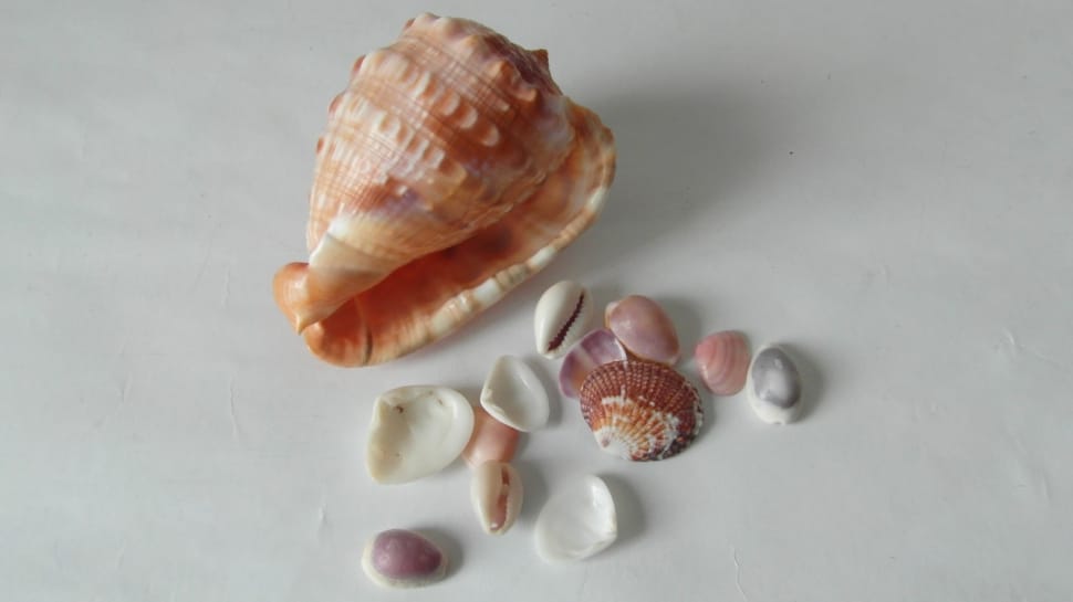 sea shells in white surface preview