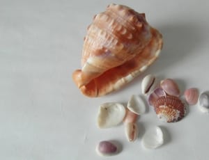 sea shells in white surface thumbnail