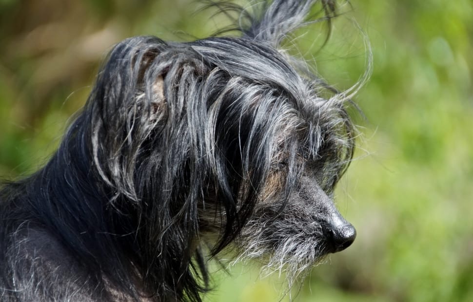 black and grey Chinese Crested closeup photography preview