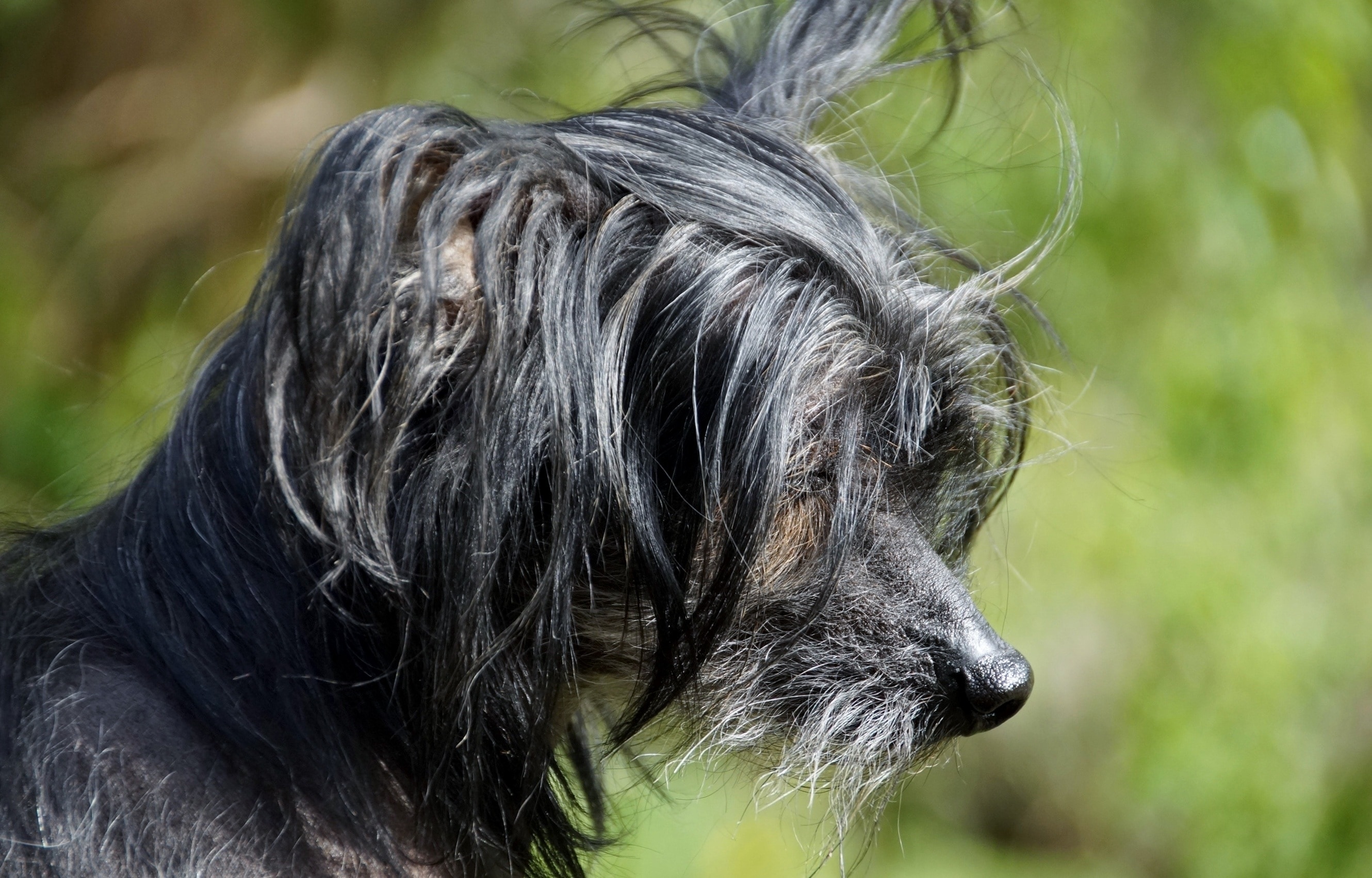 black and grey Chinese Crested closeup photography
