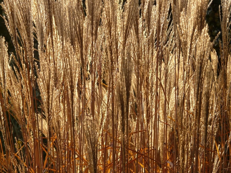 wheat field preview