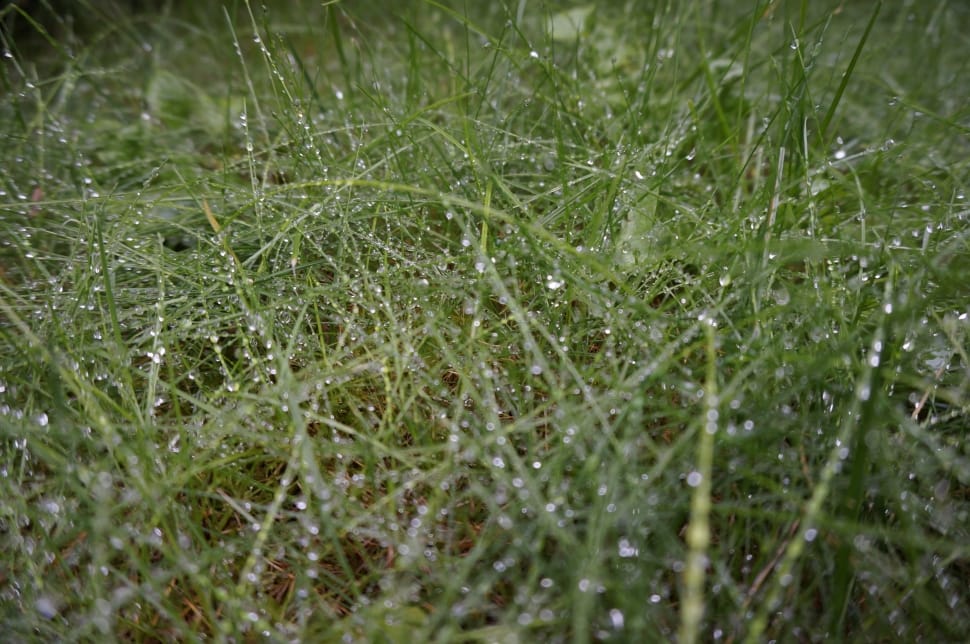 water dew on grass preview