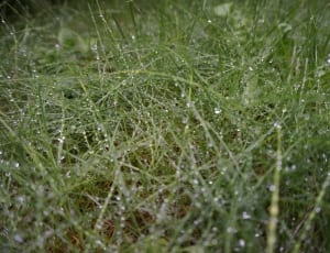 water dew on grass thumbnail