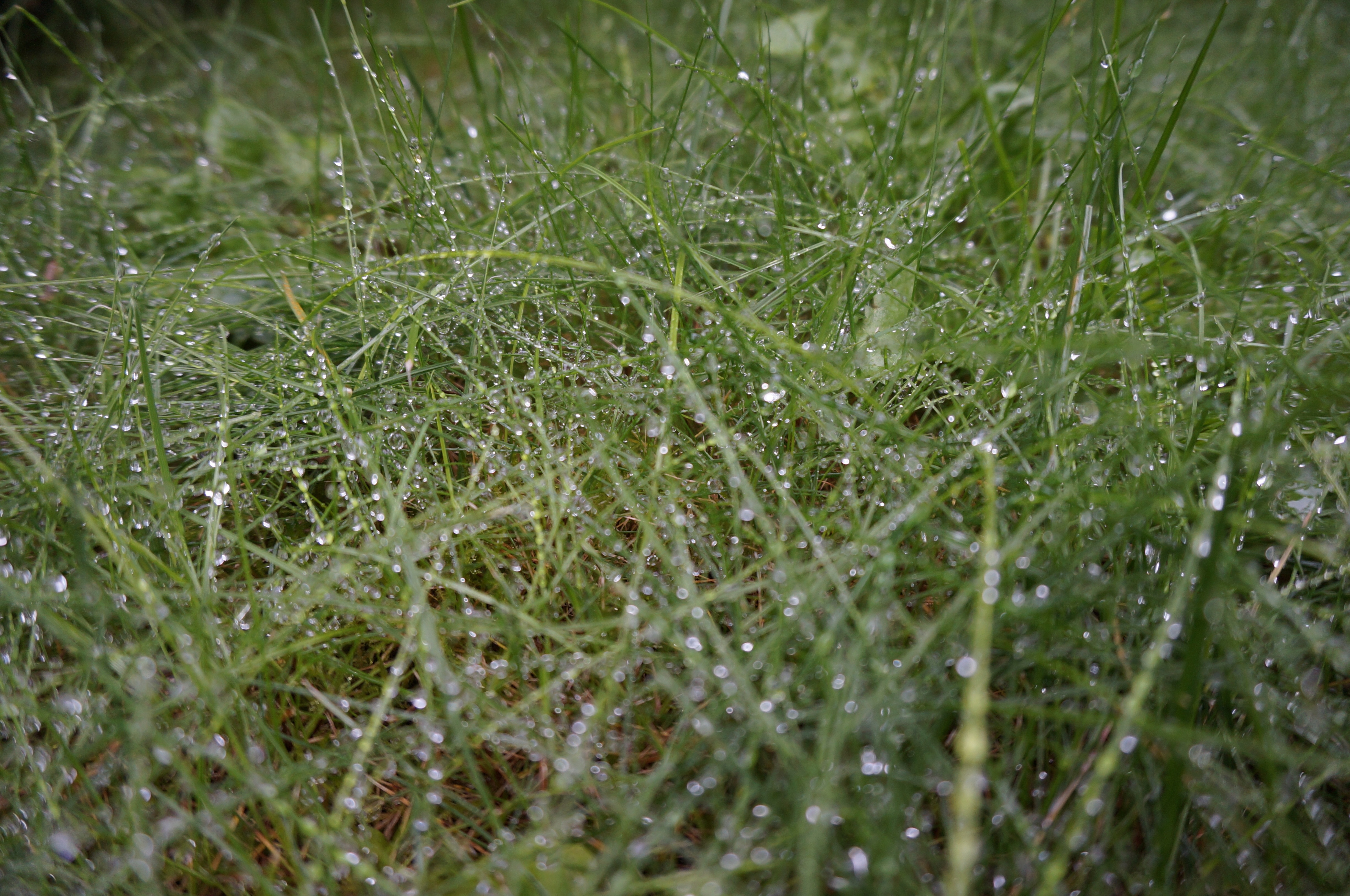 water dew on grass