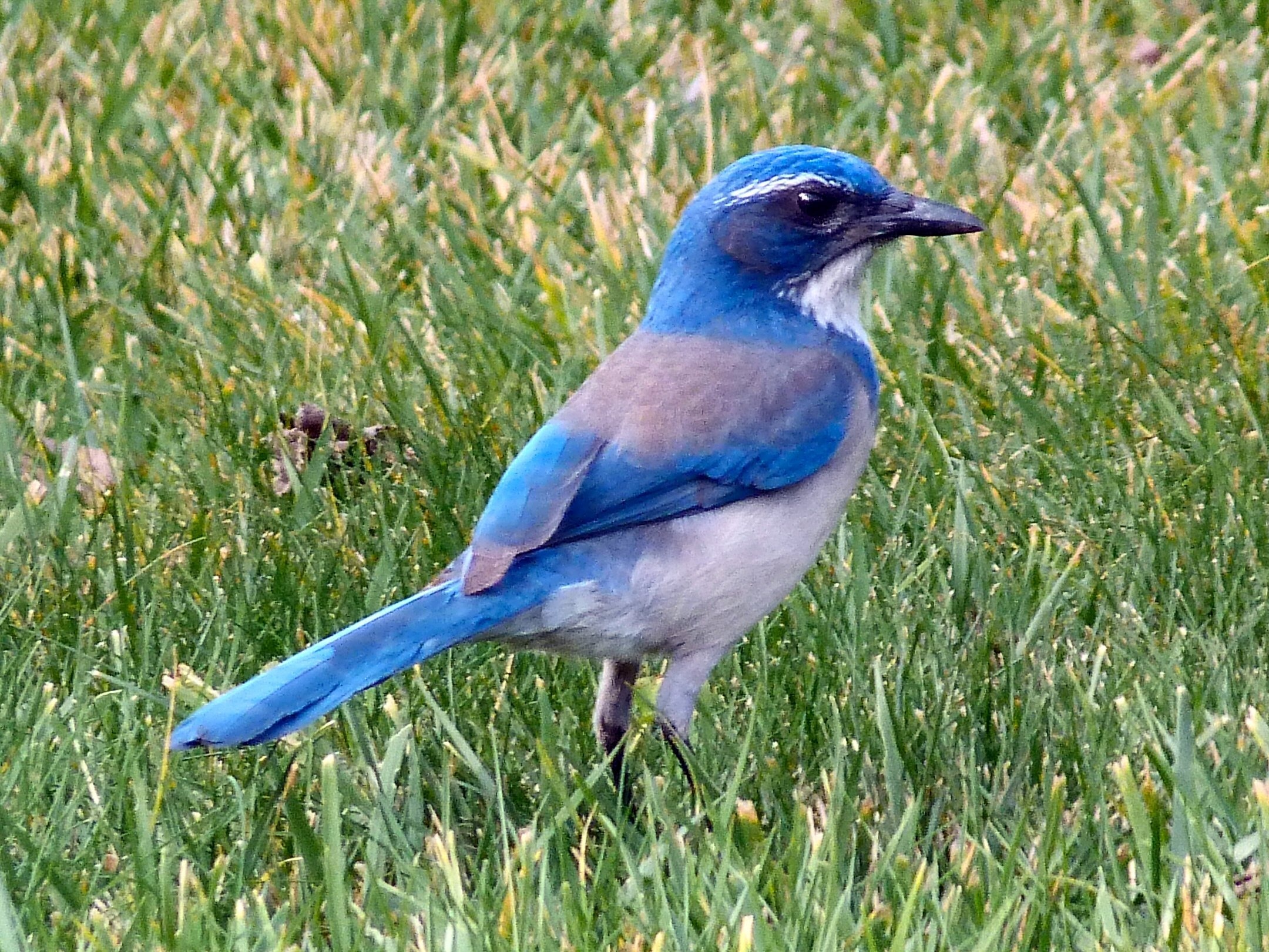 blue and white bird