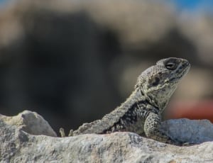 black and brown reptile thumbnail