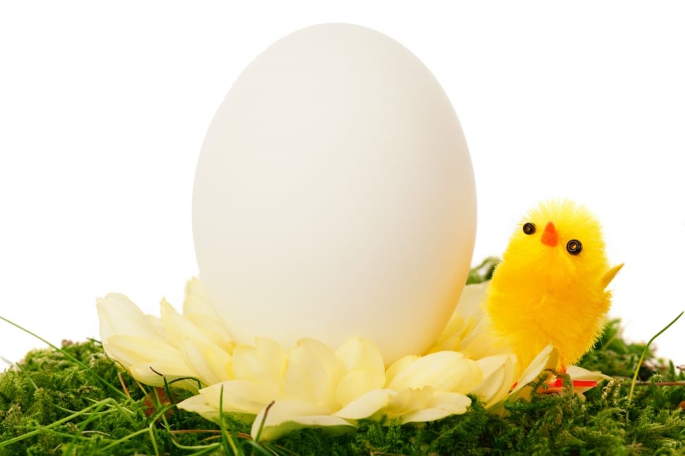 yellow chick and white egg preview