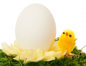 yellow chick and white egg thumbnail