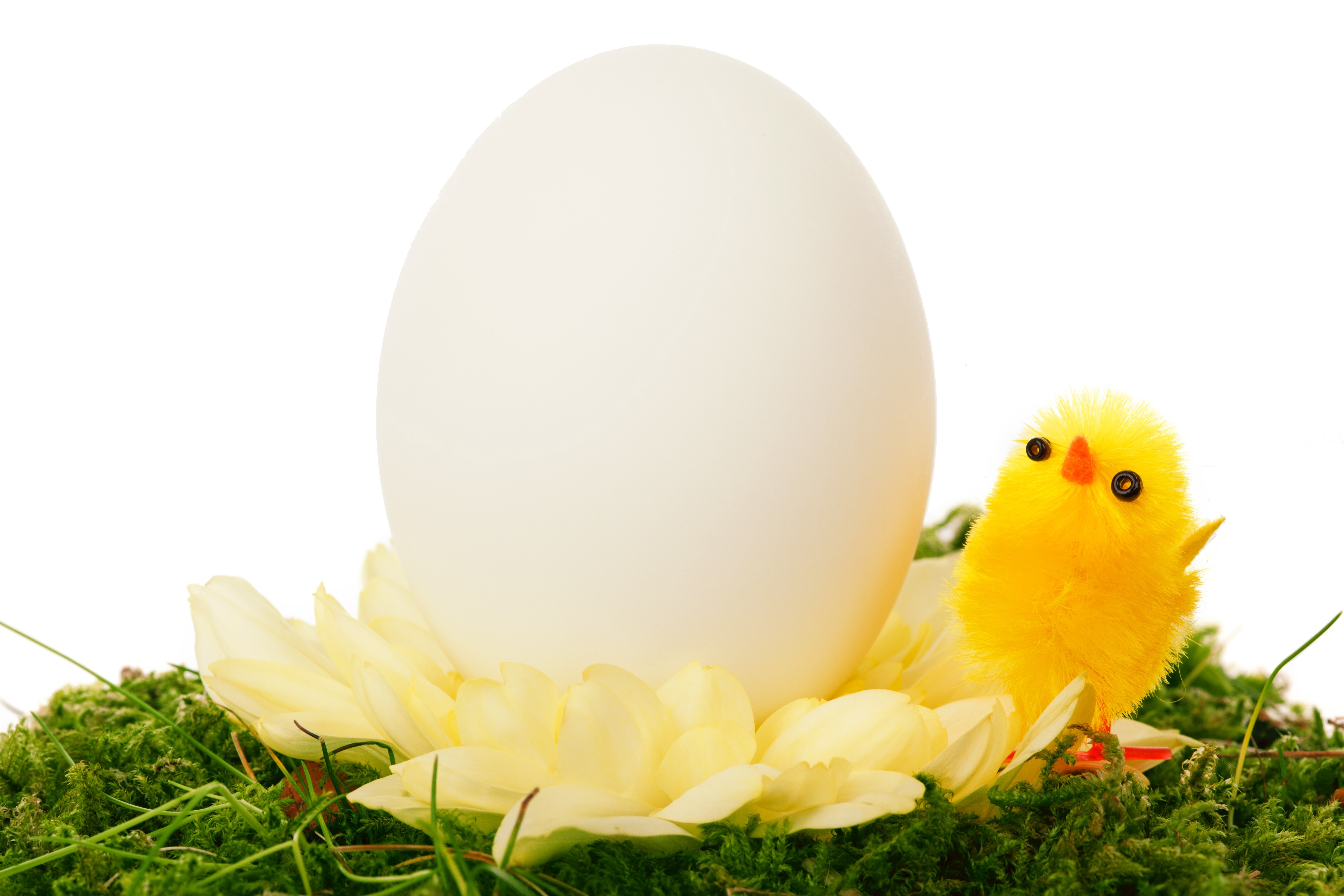 yellow chick and white egg