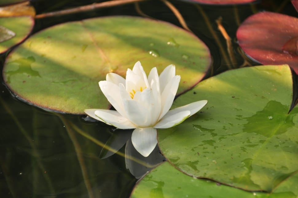 white lotus flower preview