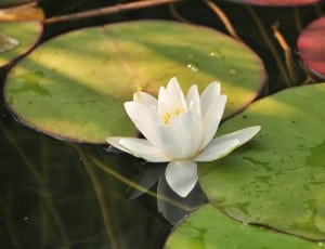 white lotus flower thumbnail