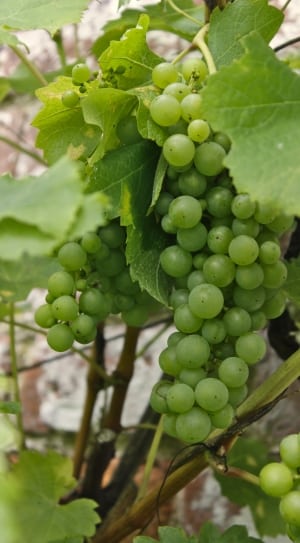 green small grapes thumbnail