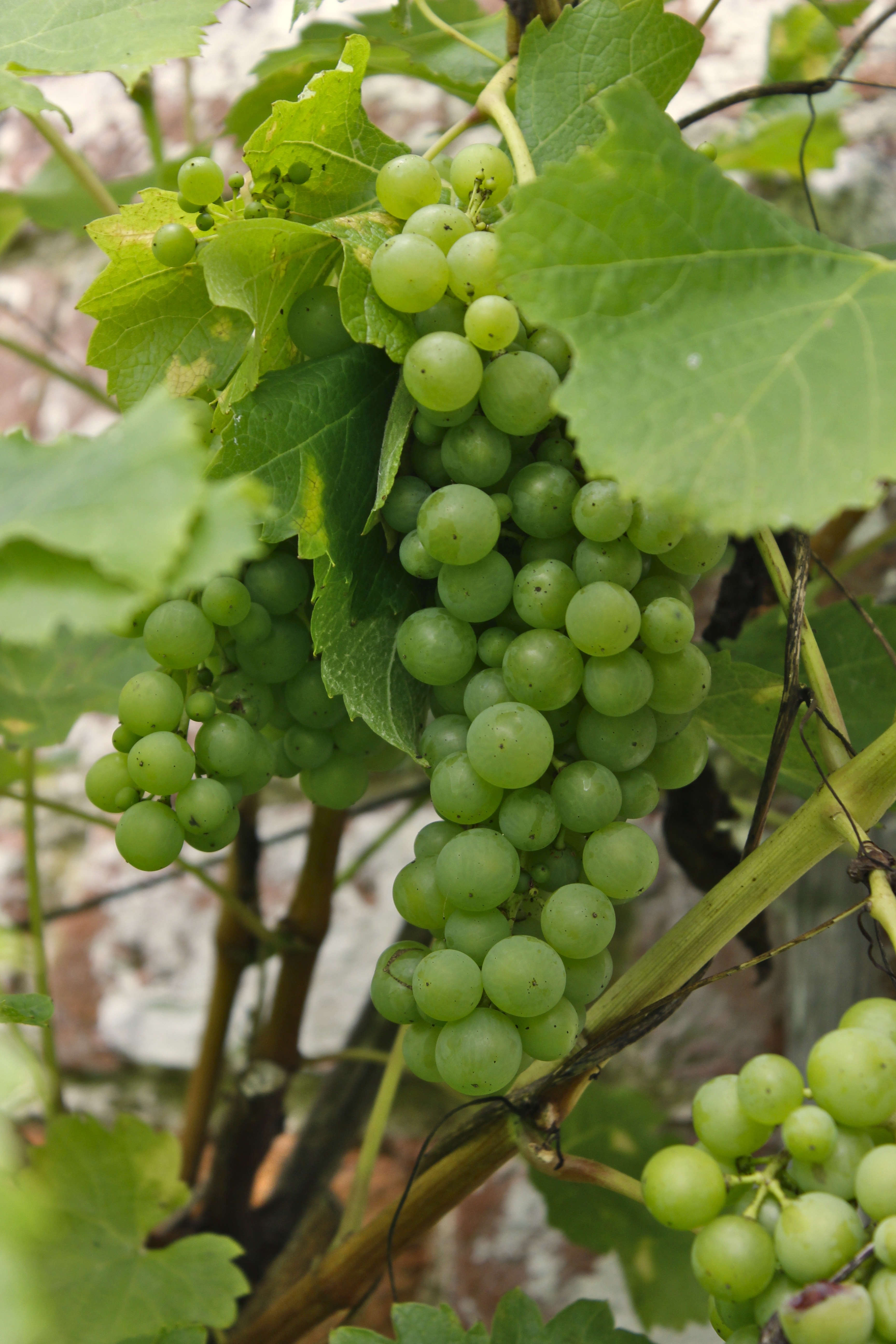 green small grapes