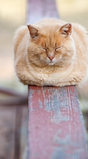 orange long coat cat thumbnail