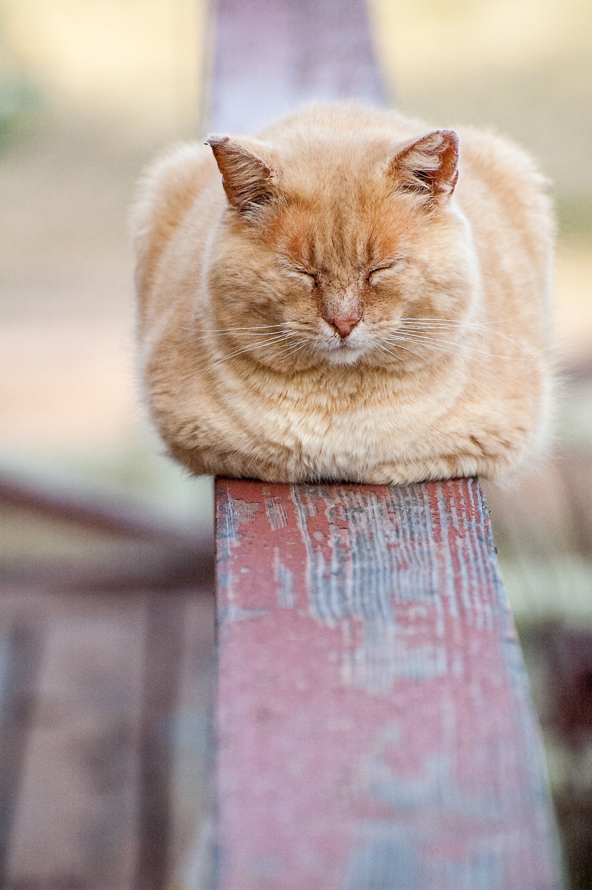 orange long coat cat