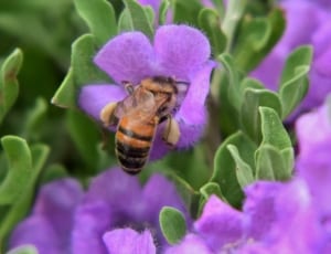 honey bee on purple petaled flower thumbnail
