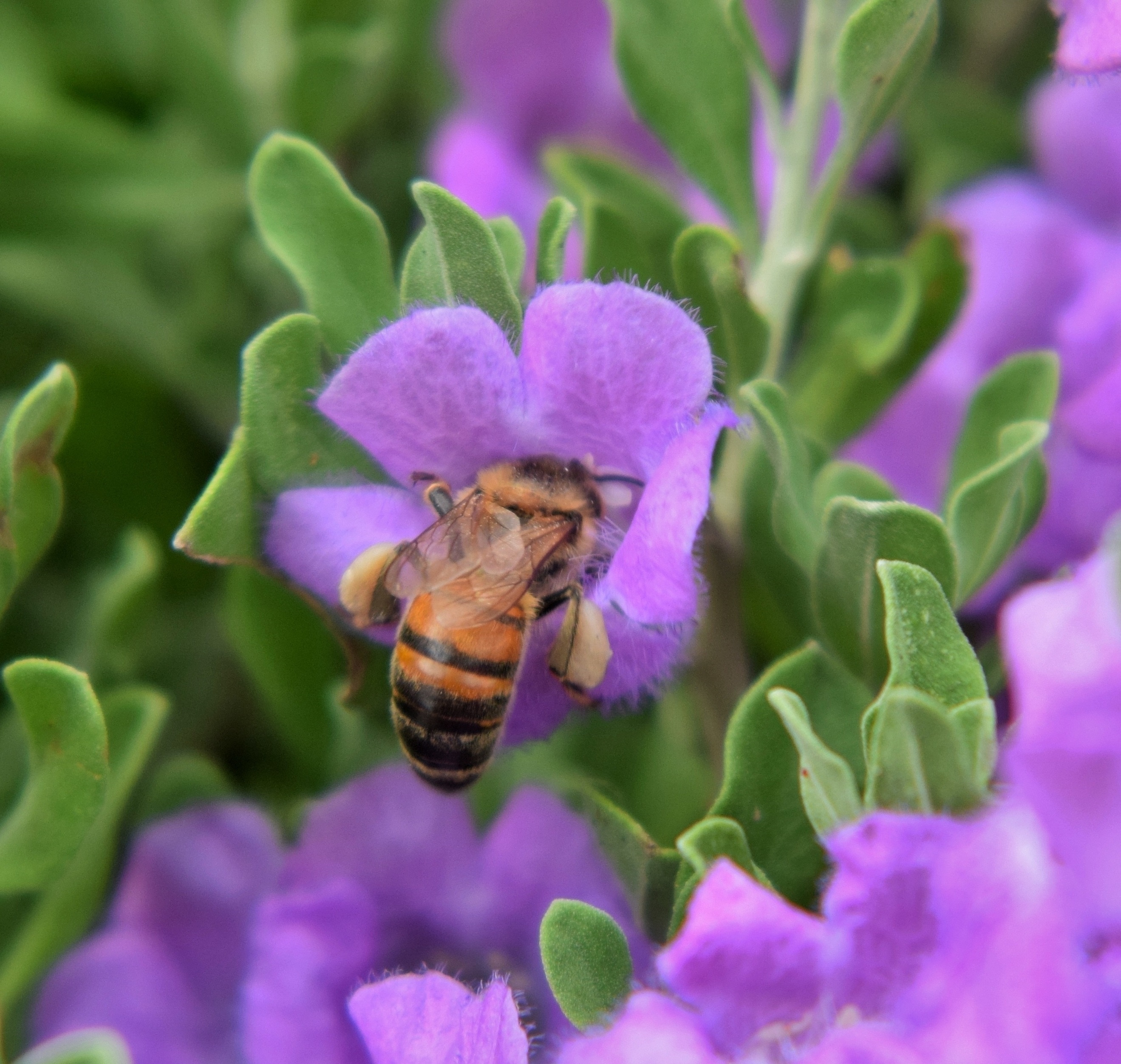 honey bee on purple petaled flower