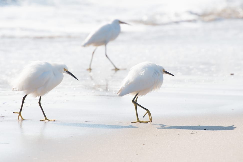 white birds walking on a white sands preview