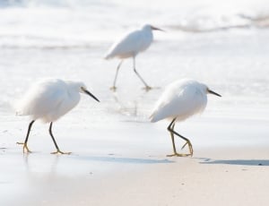 white birds walking on a white sands thumbnail