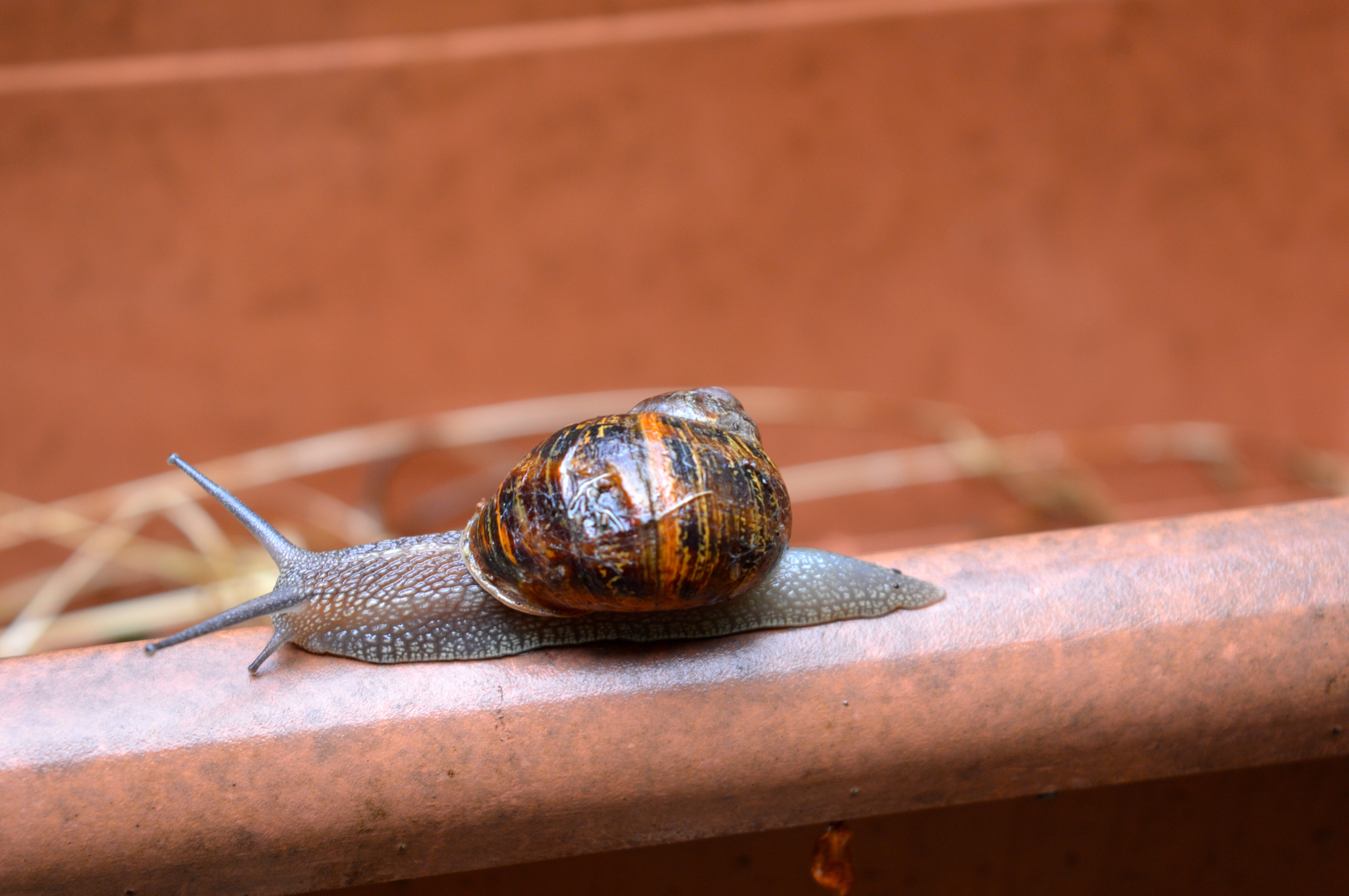 brown gray and black snail