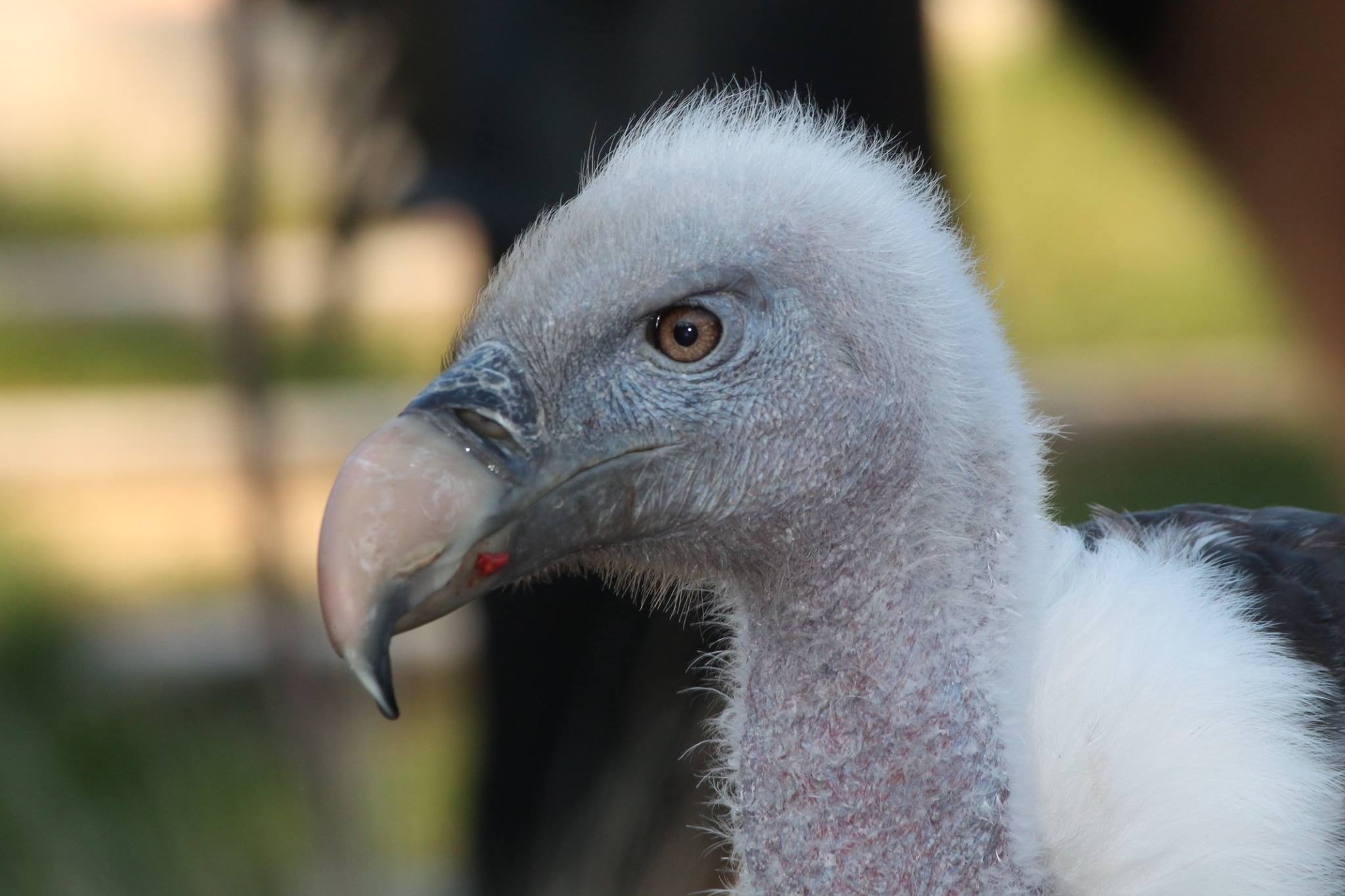 white and black vulture