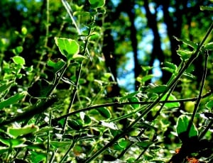 green leaf at daytime thumbnail