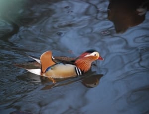 brown and red duck thumbnail