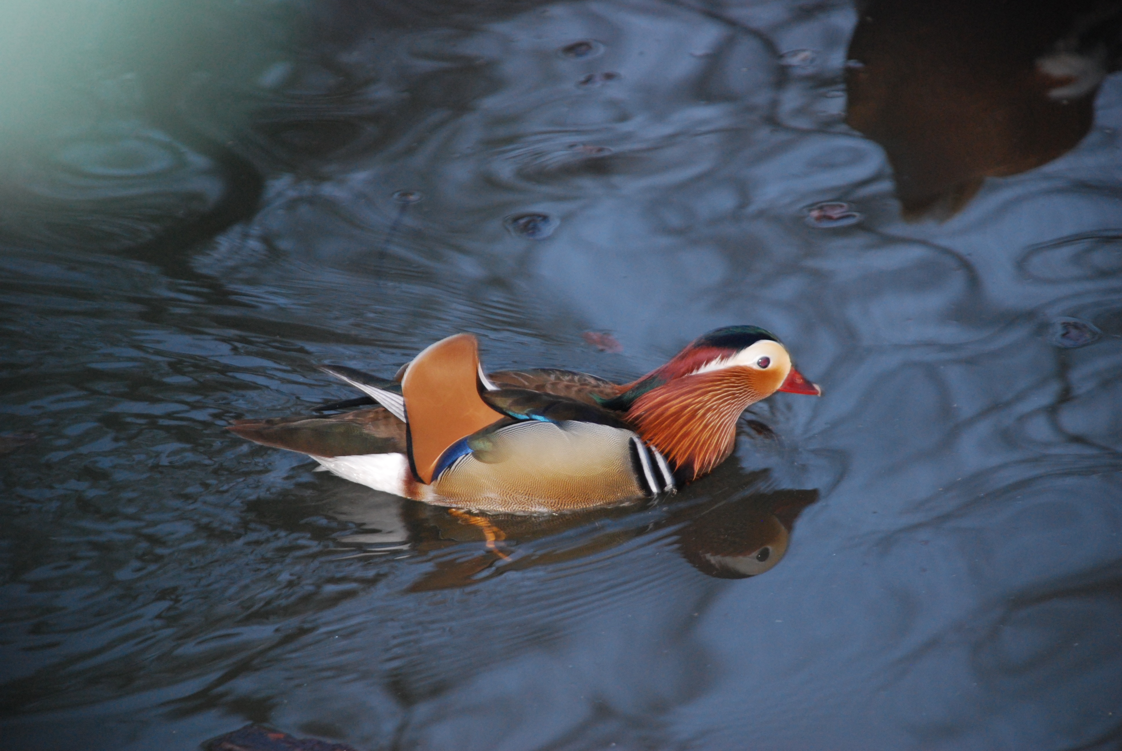 brown and red duck