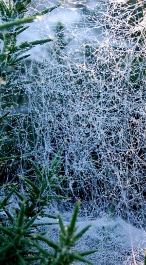 white cobweb thumbnail