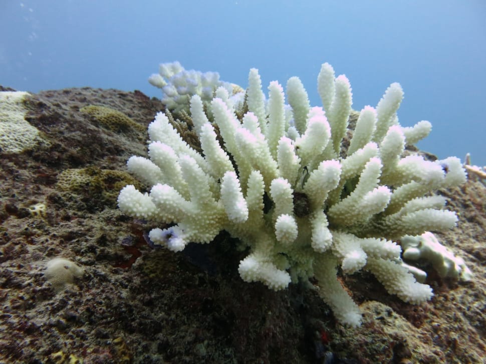 white coral reef preview