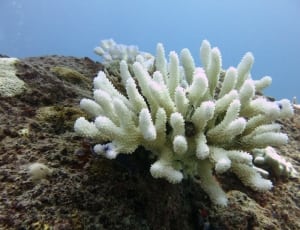 white coral reef thumbnail