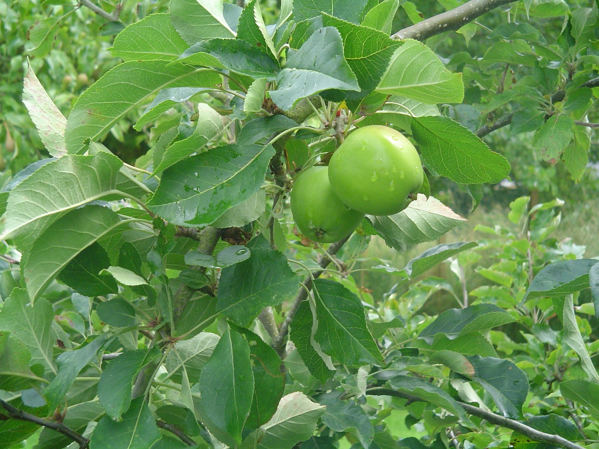 round green fruit tree