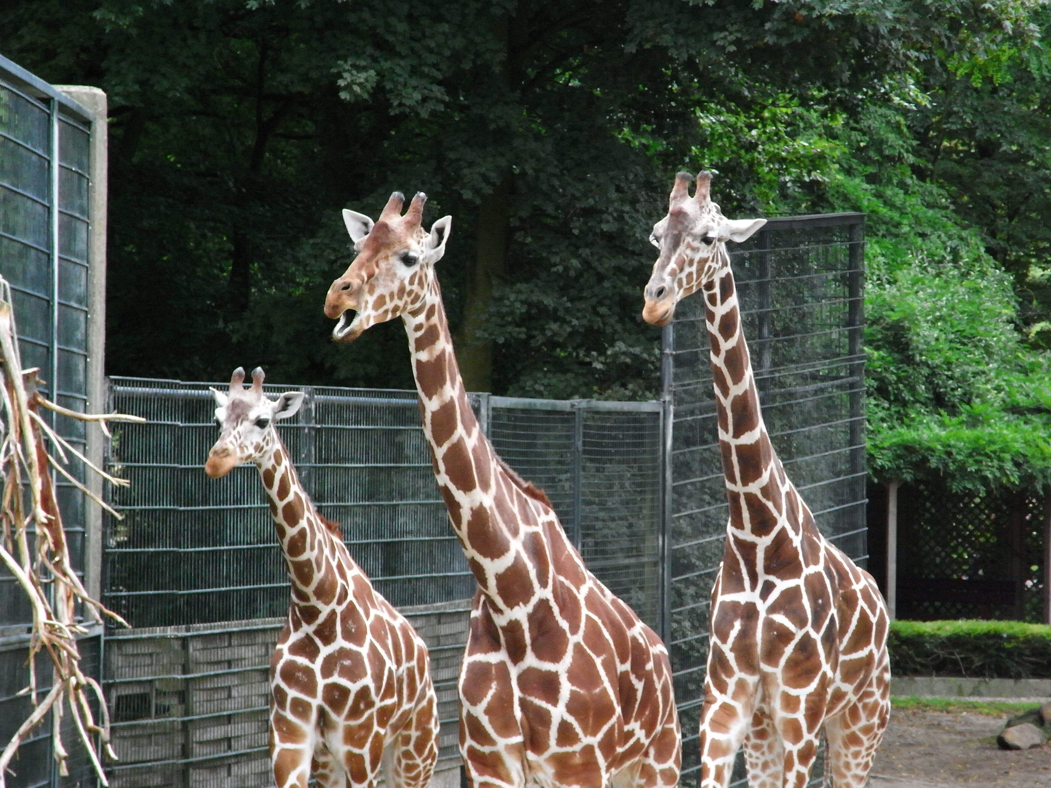 3 giraffes figurine