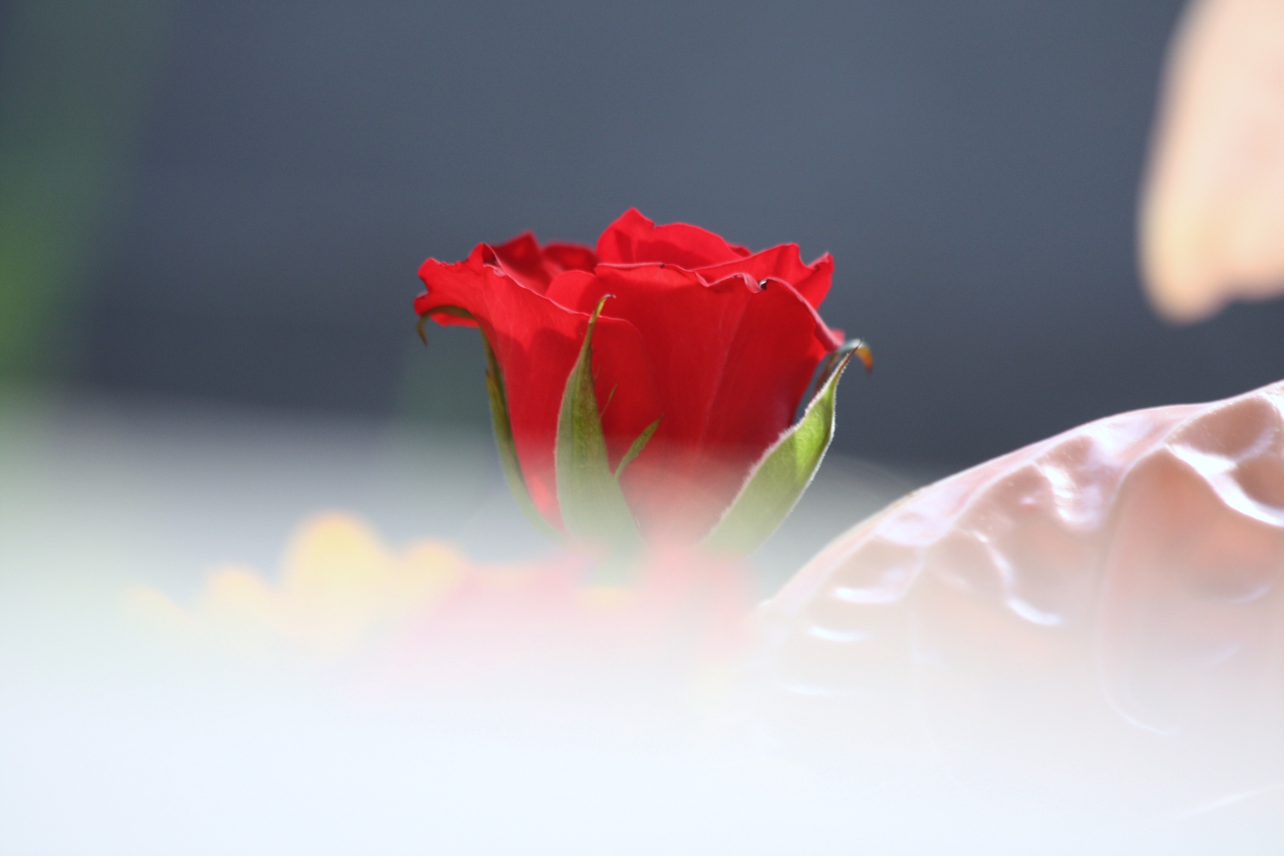 3840x2160 wallpaper | red and green rose | Peakpx