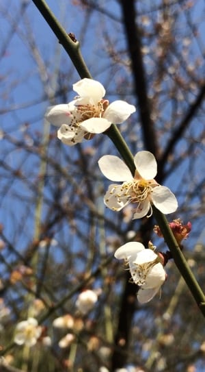 white and brown flowers thumbnail