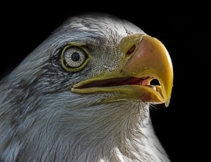 bald eagle thumbnail