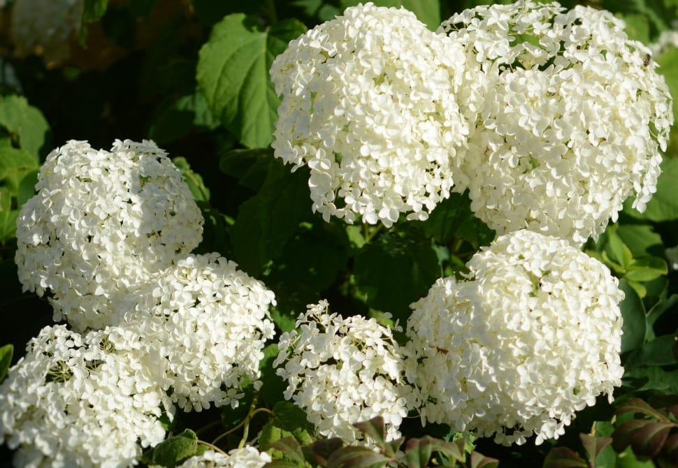 white petaled cluster flowers close up focus photo preview