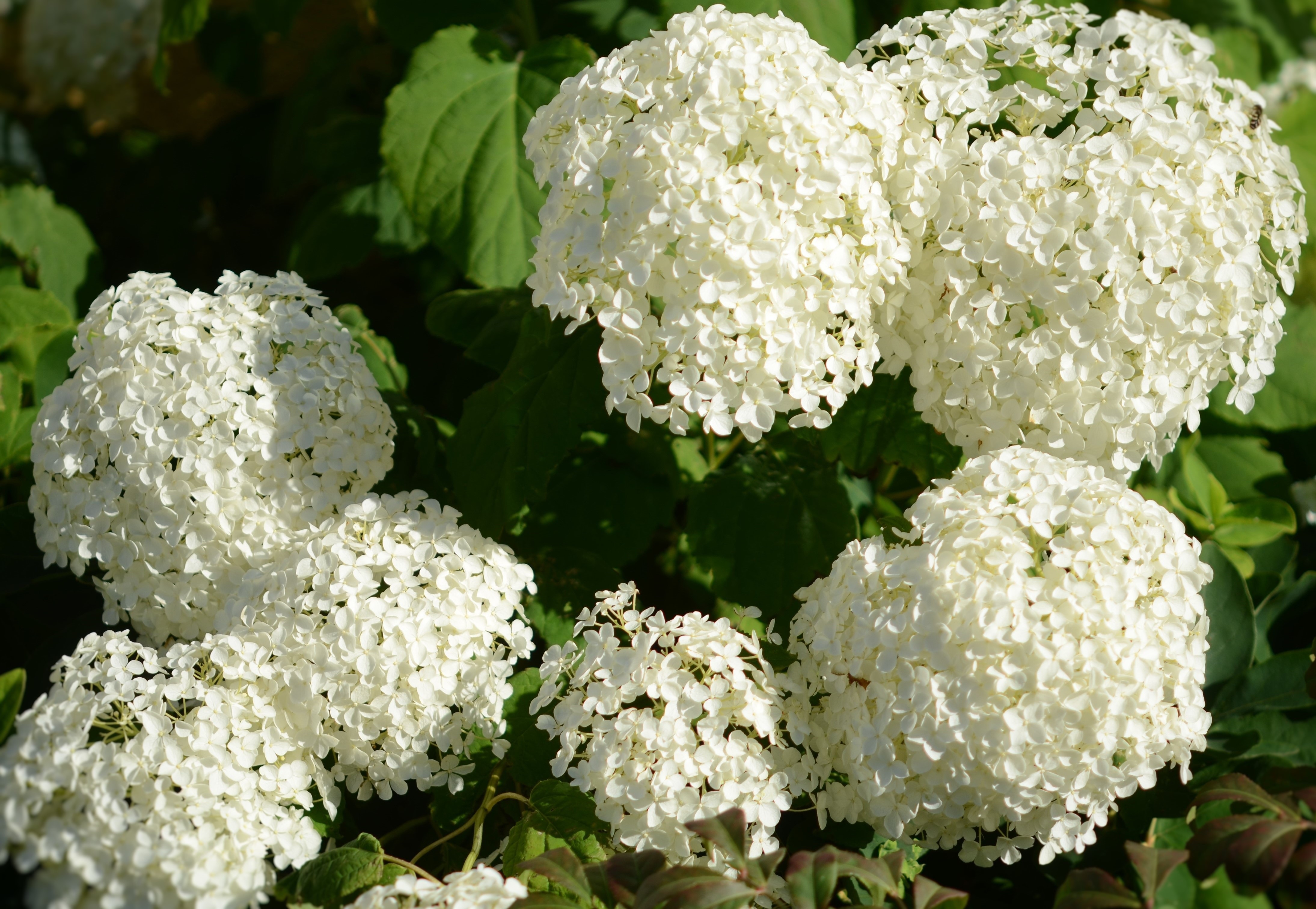 white petaled cluster flowers close up focus photo