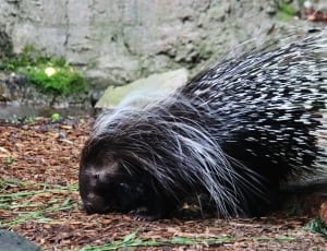 black and whit porcupine thumbnail